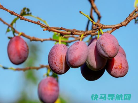 吃西梅通便有依赖性吗？吃西梅多久拉肚子